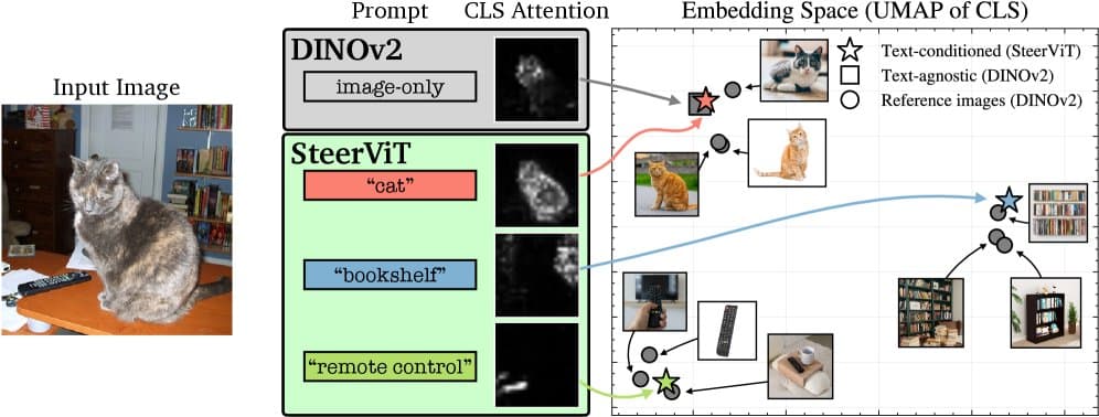 SteerViT Enables Natural Language Control of Vision Transformer Attention Maps